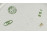 Régi jelzett stencilezett kispesti pálmafás majolika falitál 28 cm