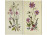 Britzke Neef : Botanikai kép pár 34.5 x 19.5 cm