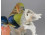Régi sérült ENS porcelán madár 2 darab