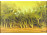 Pintér József : "Őszi füzesek" 1990  34.5 x 50 cm
