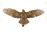 Régi egerészölyv - Buteo buteo preparátum 115 cm